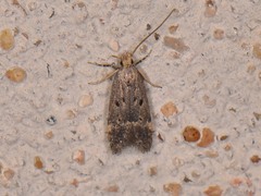 Neodactylota liguritrix