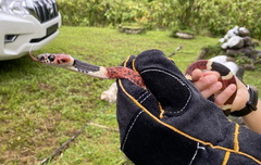 Rhinobothryum bovallii