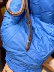 Anguilla rostrata