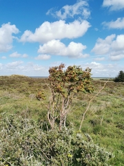 Salix repens argentea