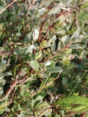 Salix repens argentea