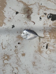 Selene setapinnis
