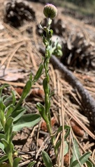 Erigeron grandiflorus