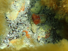 Gobiidae