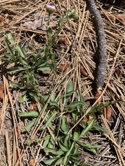 Erigeron grandiflorus