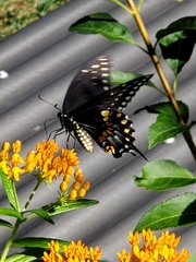 Papilio polyxenes