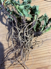 Erigeron grandiflorus