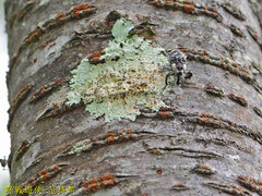 Gasterocercus onizo