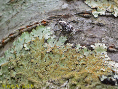Gasterocercus onizo