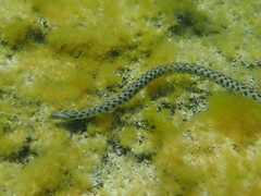 Natrix tessellata