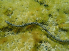 Natrix tessellata