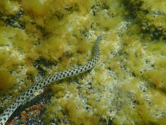 Natrix tessellata