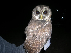 Strix virgata