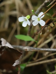Arabidopsis arenosa arenosa