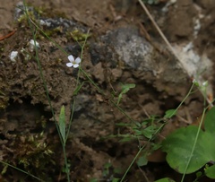 Arabidopsis arenosa arenosa