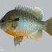 Lepomis auritus - Photo (c) RD,  זכויות יוצרים חלקיות (CC BY-NC), uploaded by RD