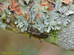 Strongylium carbonarium