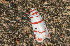 Cyana perornata