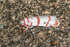 Cyana perornata