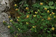 Chamaecytisus supinus