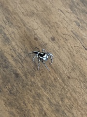 Leptofreya ambigua
