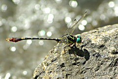 Scalmogomphus bistrigatus