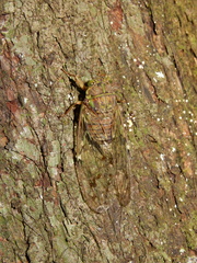 Tanna sozanensis