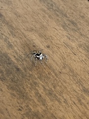 Leptofreya ambigua