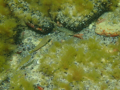 Neogobius melanostomus