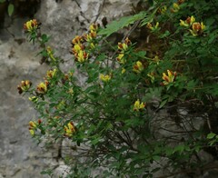 Chamaecytisus supinus