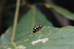 Phola sedecimpustulata