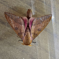 Adeloneivaia subangulata