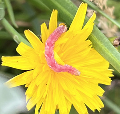 Eupithecia centaureata