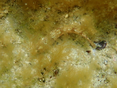 Gobiidae