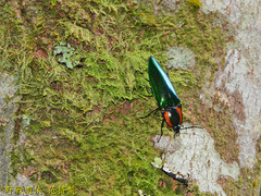 Campsosternus watanabei