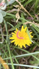 Eupithecia centaureata