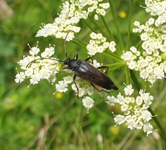 Pedostrangalia pubescens