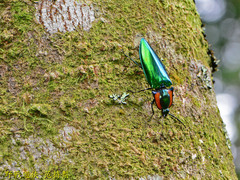 Campsosternus watanabei