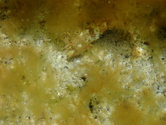 Gobiidae