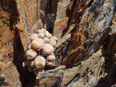 Conophytum ficiforme