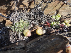 Haworthia herbacea