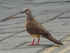 Streptopelia chinensis