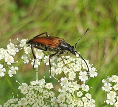 Pedostrangalia pubescens