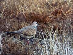 Streptopelia chinensis