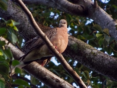 Streptopelia chinensis