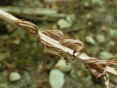 Orchis anthropophora
