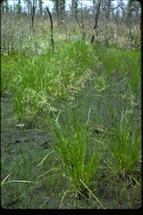 Scirpus longii