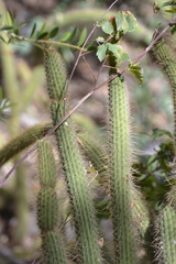 Cleistocactus smaragdiflorus