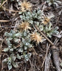 Antennaria rosulata