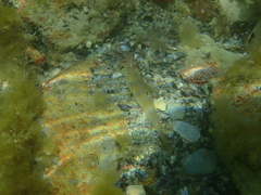 Neogobius melanostomus
